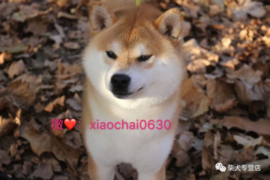 柴犬性格大分析,柴犬真的是你想象中的完美小可爱吗??
