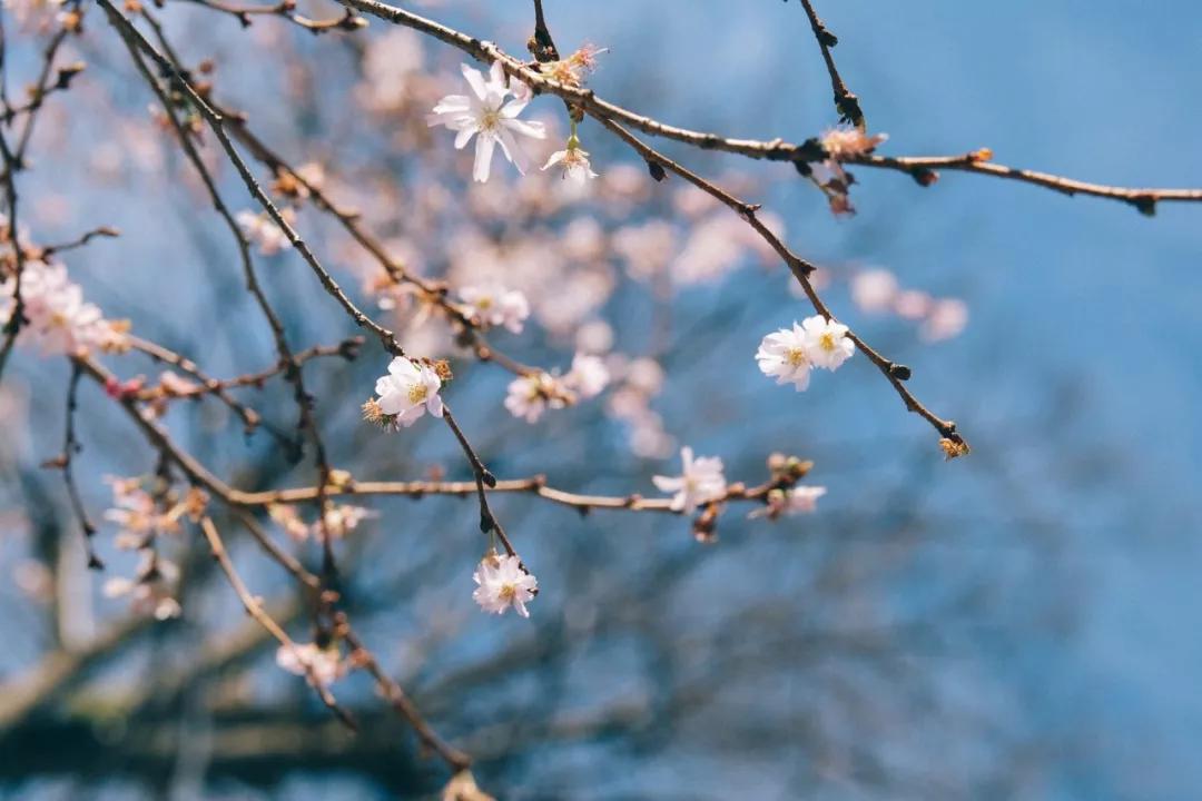 诗词,人间三月春风来,我在等花也等你