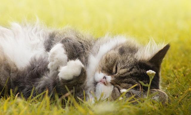 猫咪最爱的5种铲屎官,尤其是最后一种,值得猫咪托付终身