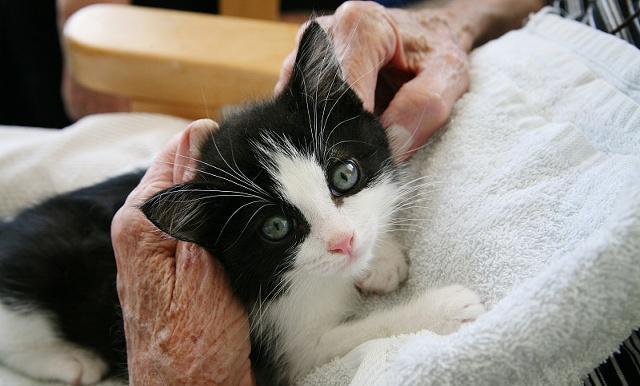 猫咪最爱的5种铲屎官,尤其是最后一种,值得猫咪托付终身