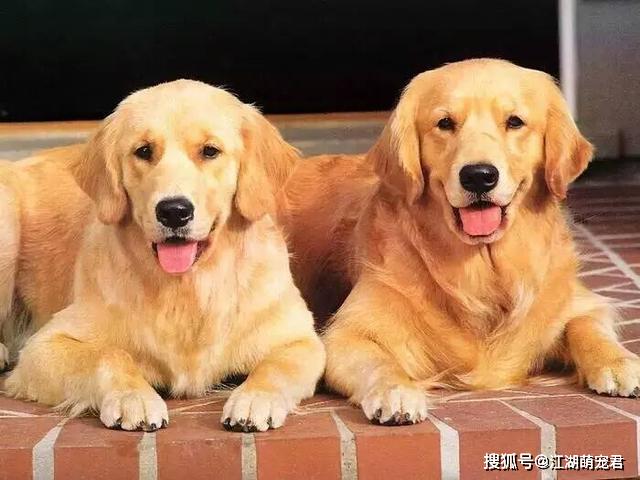 世界上最受欢迎的六种宠物狗,个个聪明可爱,有你的心头爱吗