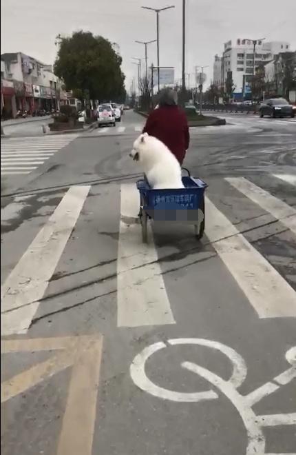 狗狗偷跑被用三轮车拖回,躲在背后偷笑,这才是被奶奶宠的狗!