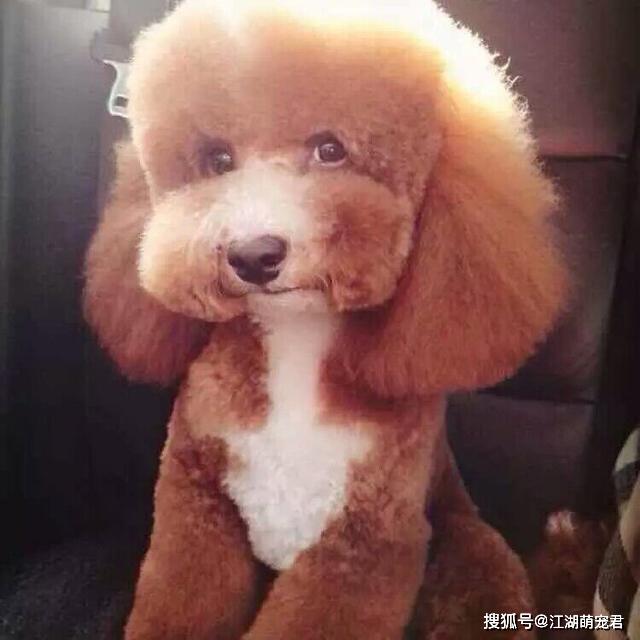 小型犬活泼可爱,但是这五种小型犬不要养,否则养起来心很累