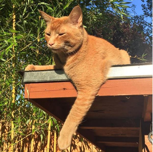 把整个社区偷了遍的盗窃猫,居然得到了受害者的追捧!网友:偷的都是什么鬼