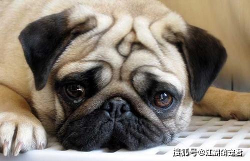 小型犬活泼可爱,但是这五种小型犬不要养,否则养起来心很累
