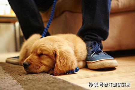 狗狗“爱你”的五大睡姿,你家有几种?全中的,是真爱无疑