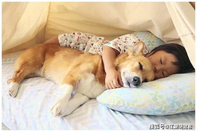 狗狗“爱你”的五大睡姿,你家有几种?全中的,是真爱无疑