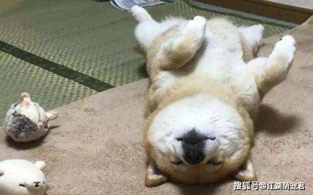 狗狗“爱你”的五大睡姿,你家有几种?全中的,是真爱无疑