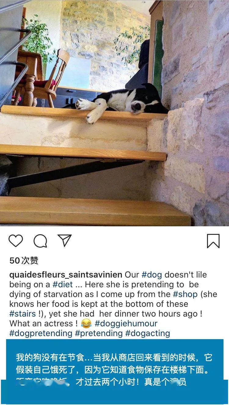 我就是那个被自家宠物给玩儿了的愚人