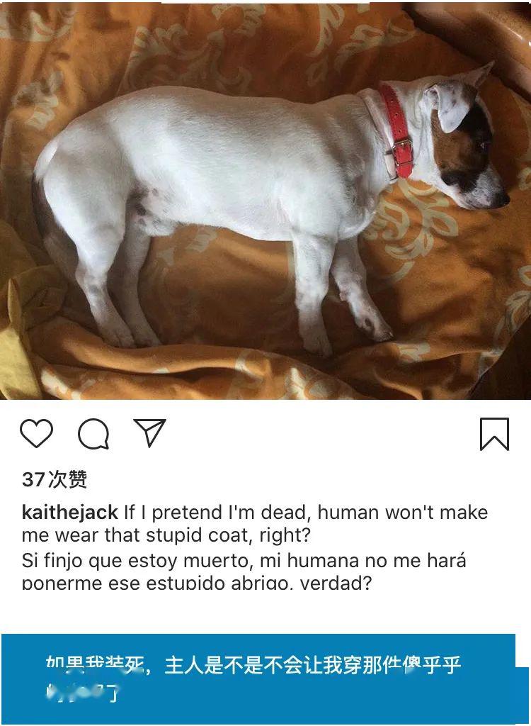 我就是那个被自家宠物给玩儿了的愚人