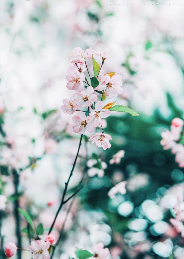 人间四月天,中国的春天有多美?
