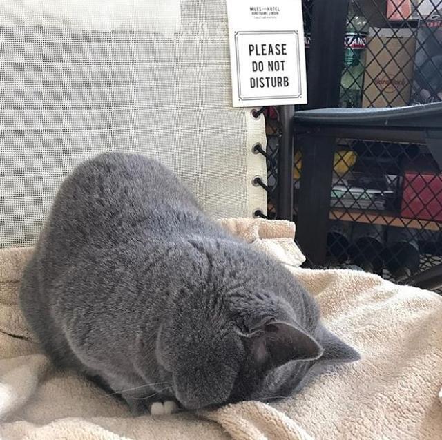 网友说,她家的猫有一种与年龄不相符的成熟