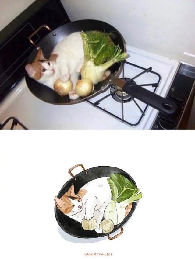 网友说,她家的猫有一种与年龄不相符的成熟