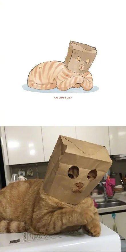 网友说,她家的猫有一种与年龄不相符的成熟