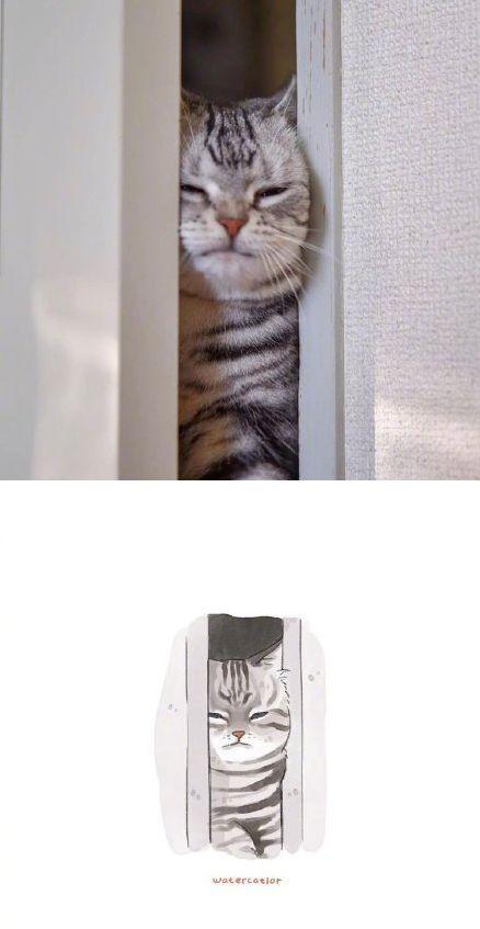 网友说,她家的猫有一种与年龄不相符的成熟