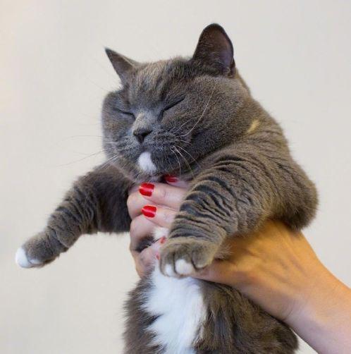 网友说,她家的猫有一种与年龄不相符的成熟