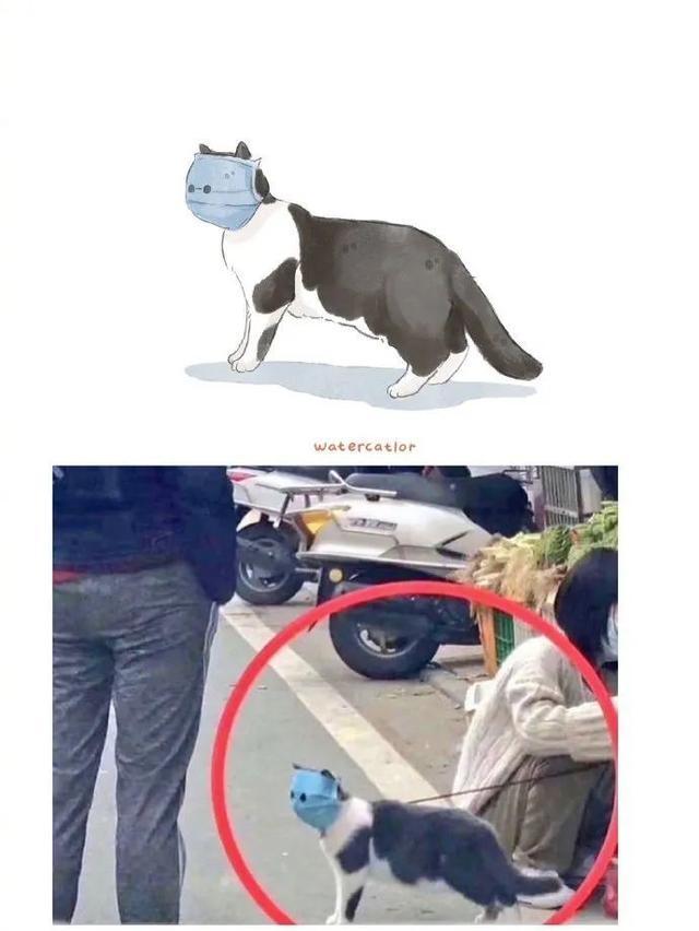 网友说,她家的猫有一种与年龄不相符的成熟