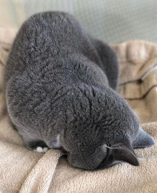 网友说,她家的猫有一种与年龄不相符的成熟