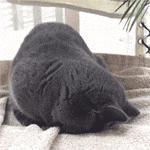 网友说,她家的猫有一种与年龄不相符的成熟