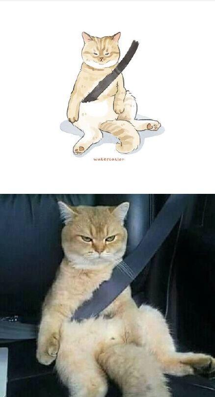网友说,她家的猫有一种与年龄不相符的成熟