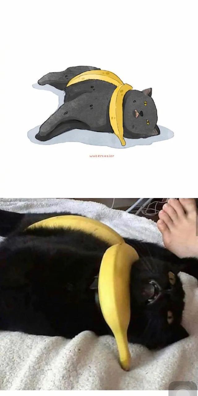 网友说,她家的猫有一种与年龄不相符的成熟