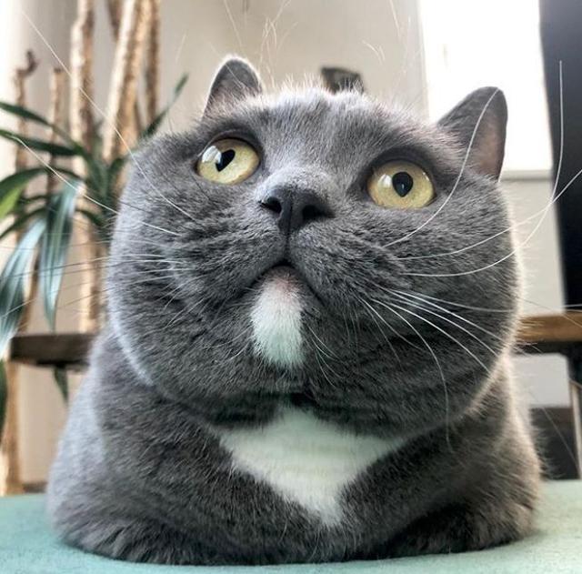 网友说,她家的猫有一种与年龄不相符的成熟
