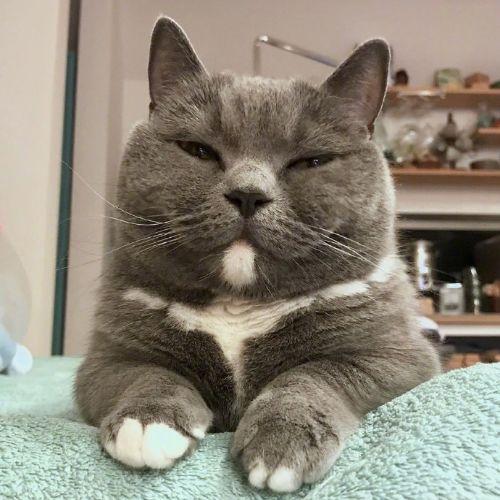 网友说,她家的猫有一种与年龄不相符的成熟