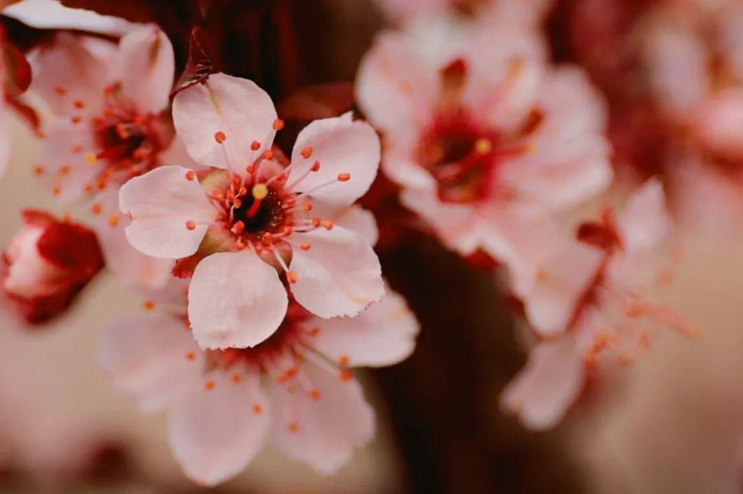 赏读 | 往后余生,愿你繁花似锦,一路阳光