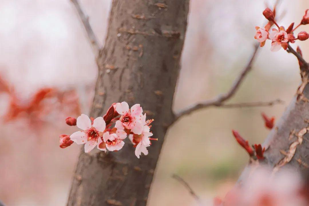 赏读 | 往后余生,愿你繁花似锦,一路阳光