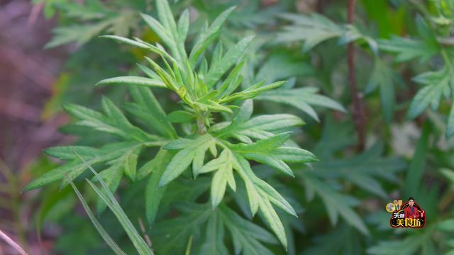 1把艾草5只鸡蛋,教你做好的艾草煎蛋,焦香美味,做法很简单!