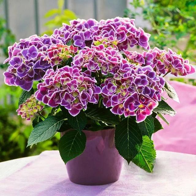 4月应该“富养”的4种花,赶快施点肥,开花拳头大!