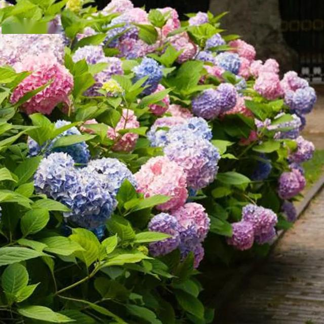 4月应该“富养”的4种花,赶快施点肥,开花拳头大!