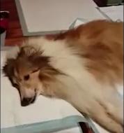 狗狗去逝前用力起身跟主人道别:多想再抱抱你