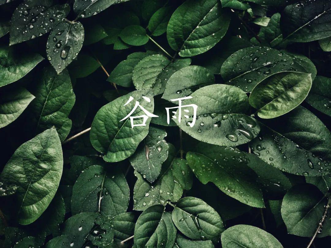 诗词丨谷雨:沐一场人间春色,听一曲雨落情长
