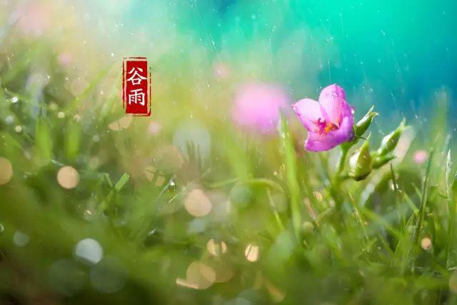 诗词丨谷雨:沐一场人间春色,听一曲雨落情长