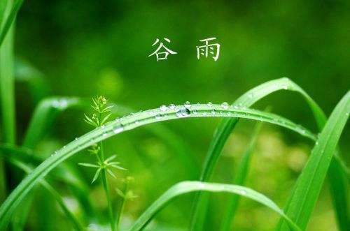 今日迎来谷雨,万物返青,春阳盛极