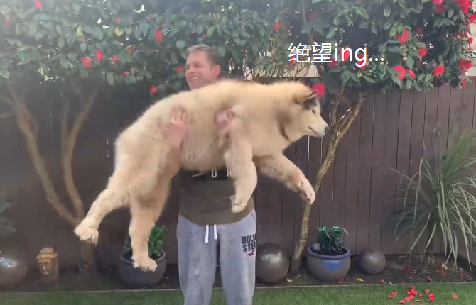 大狗狗最近很心塞,主人健身它就得“受罪”,真是太难了