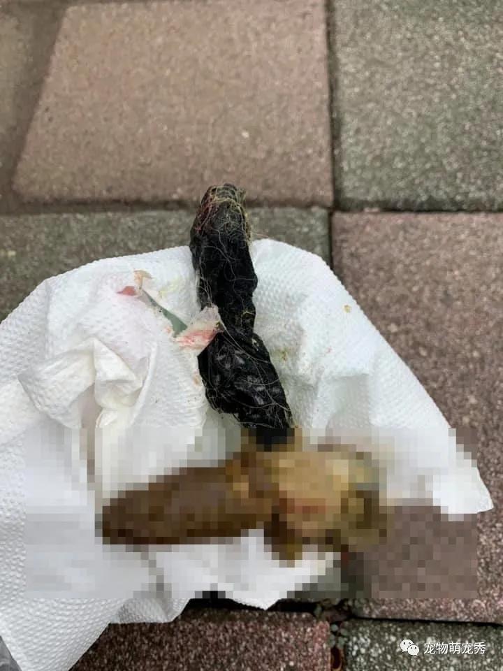 我的狗狗吃过巧克力,葡萄,瓶盖,尿片,棉花,今天它拉出只袜子?
