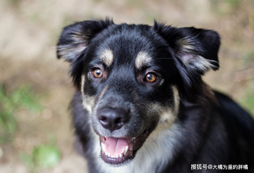 老狗陪伴爷爷10年仍不得善终,2年后带回一块纸板,却是一桩善事