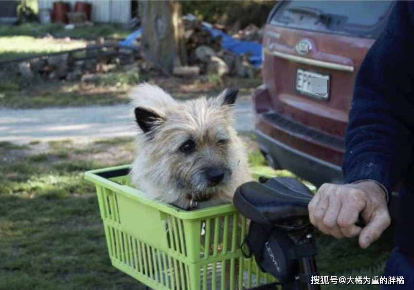 老狗陪伴爷爷10年仍不得善终,2年后带回一块纸板,却是一桩善事