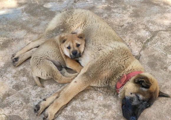 土狗的崽子都被送走,最后剩下的那只走哪儿它跟哪儿,生怕弄丢了