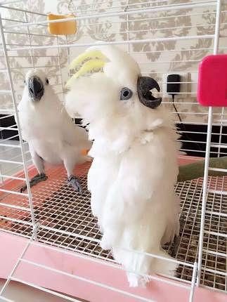 养鸟人基础手册之鸟届二哈,这鹦鹉到底哪来的,收下鹦鹉选择手册