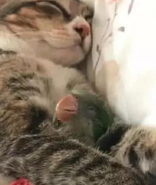 主人养了一只猫咪,居然把鹦鹉当成兄弟,看到睡觉一幕主人懵了