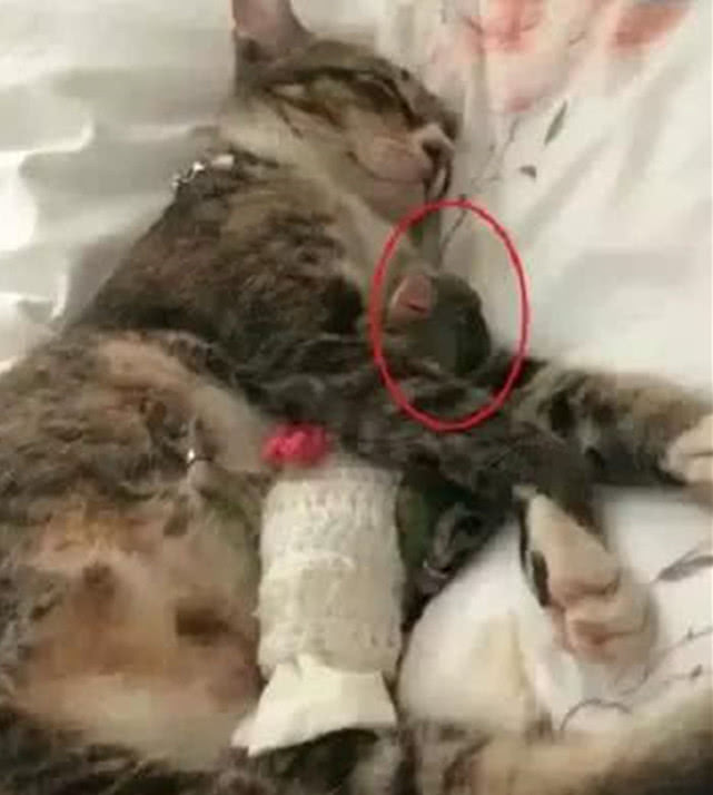 主人养了一只猫咪,居然把鹦鹉当成兄弟,看到睡觉一幕主人懵了
