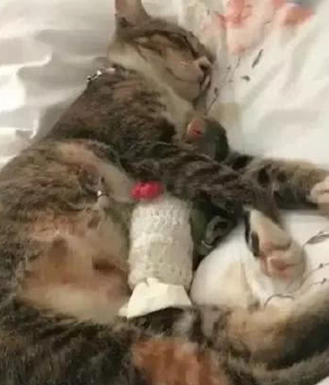 主人养了一只猫咪,居然把鹦鹉当成兄弟,看到睡觉一幕主人懵了