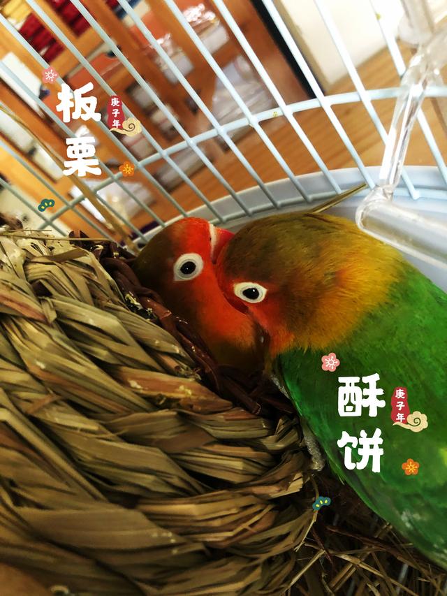 养鸟人基础手册之鸟届二哈,这鹦鹉到底哪来的,收下鹦鹉选择手册