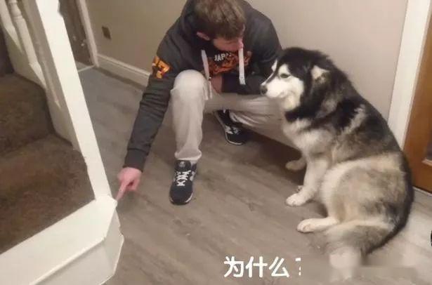 主人刚出门阿拉斯加就把楼梯咬烂了,接下来它的表情让人更生气