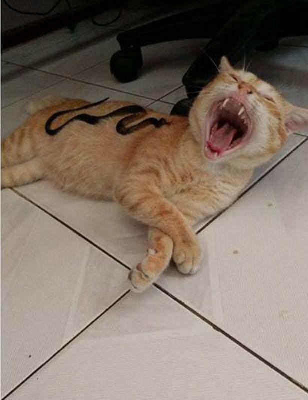 猫咪睡觉时感觉身上有东西,回头一看,只听见猪叫声