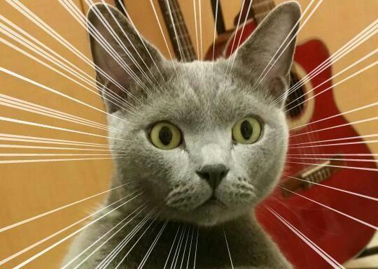 猫咪睡觉时感觉身上有东西,回头一看,只听见猪叫声