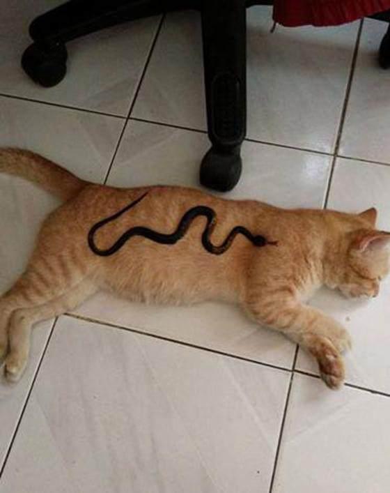 猫咪睡觉时感觉身上有东西,回头一看,只听见猪叫声